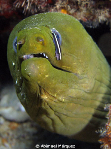 Green  Moray, Culebra. by Abimael Márquez 